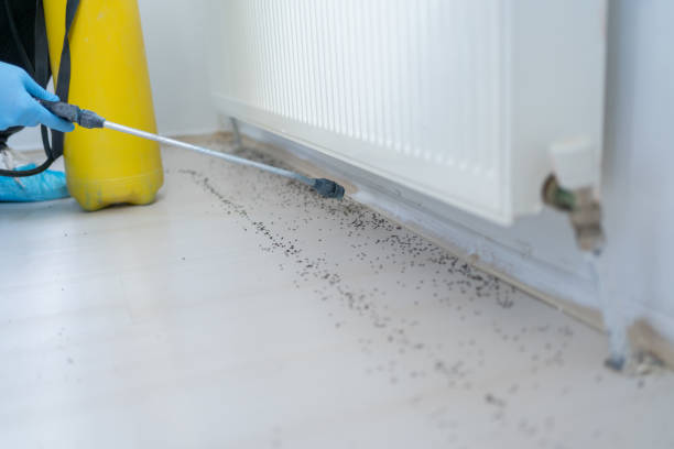 Best Termite Control Services  in South Ack, NY